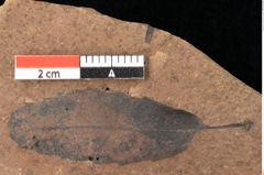 Foto (Detailsansicht) von Quercus palaeoilex Ettingshausen (NHMW-GEO-2024-0188-0866)